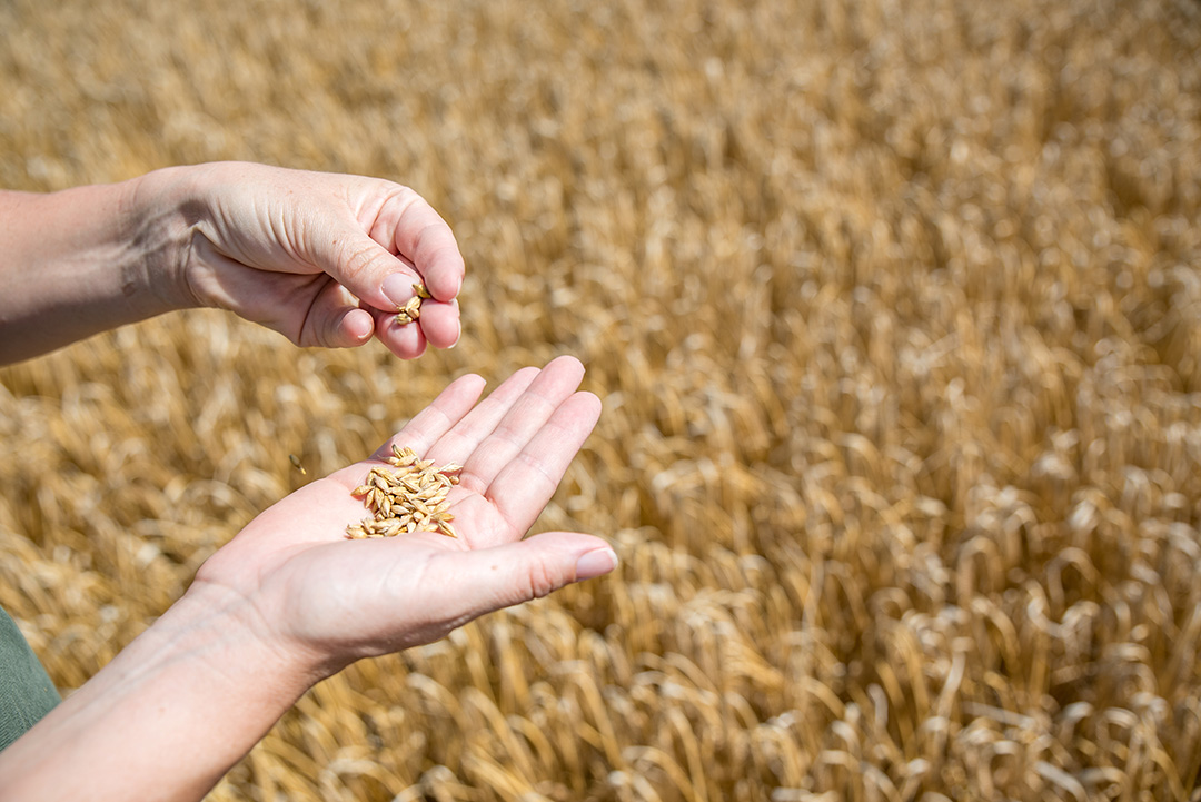 Scara - Coopérative agricole céréalière Aube