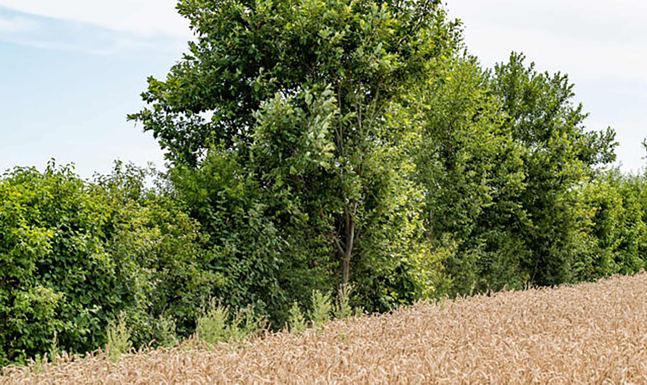 87 exploitations agricoles certifiées Haute Valeur Environnementale à la Scara